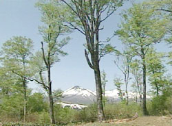 ブナの木と八甲田山